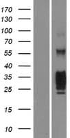 KLRG1 Protein (Over-Expression Lysate Myc-DDK (Flag))