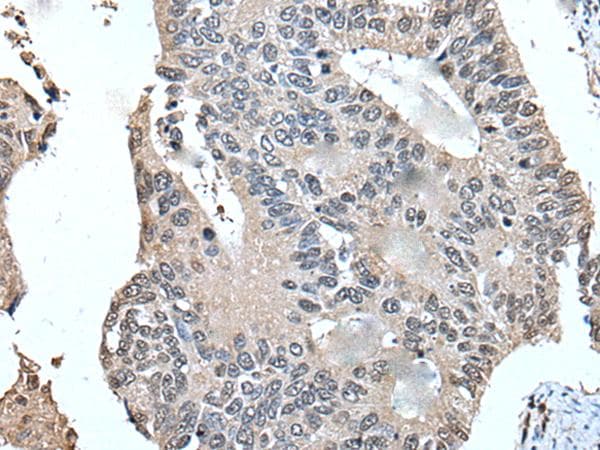 UFM1 Antibody