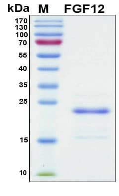 Human FGF12 Protein (Recombinant 6His, N-terminus)