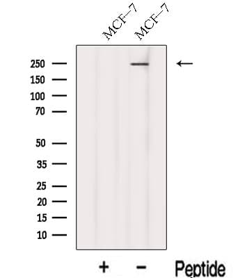 Polyclonal Rabbit anti-Human KIF26B Antibody (WB)