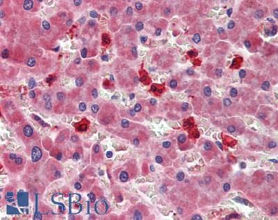 IHC-plus™ LOXL3 Antibody