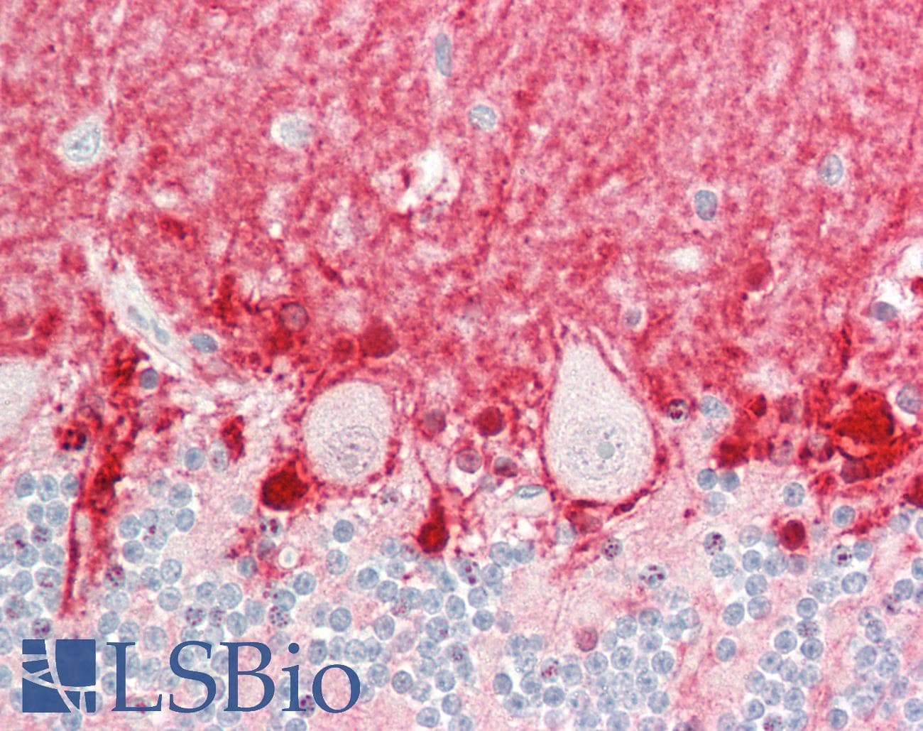 ICA69 / ICA1 Antibody (C-Terminus)