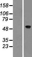 ASIC1 / ACCN2 Protein (Over-Expression Lysate Myc-DDK (Flag))