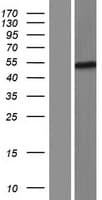 FOXD4L6 Protein (Over-Expression Lysate Myc-DDK (Flag))