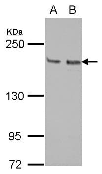 KIF14 Antibody (N-Terminus)
