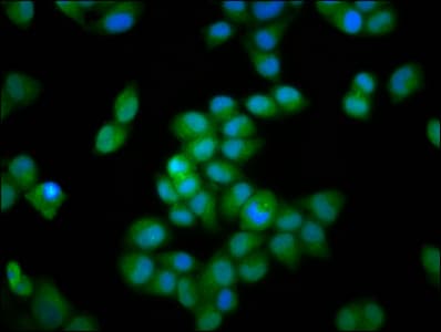 Polyclonal Rabbit anti-Human INTS3 Antibody (IF)