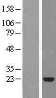 STARD5 Protein (Over-Expression Lysate Myc-DDK (Flag))