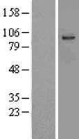 Junctin / ASPH Protein (Over-Expression Lysate Myc-DDK (Flag))