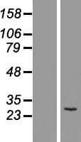 MTHFD2 Protein (Over-Expression Lysate Myc-DDK (Flag))