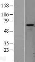 HPSE / Heparanase Protein (Over-Expression Lysate Myc-DDK (Flag))
