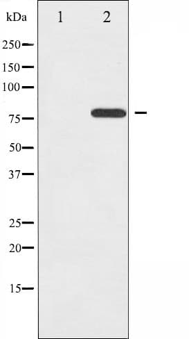 REL / C-Rel Antibody (phospho-Ser503)