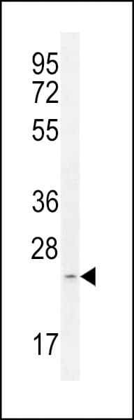 MRPS34 Antibody (aa4-32)