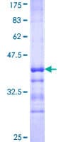 Human MAP1LC3B / LC3B Protein (Recombinant GST, N-terminus)