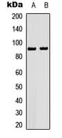 Polyclonal Rabbit anti-Human HSP90AB1 / HSP90 Alpha B1 Antibody (phospho-Ser226, IHC, IF, WB)