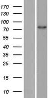 ZRANB1 / TRABID Protein (Over-Expression Lysate Myc-DDK (Flag))
