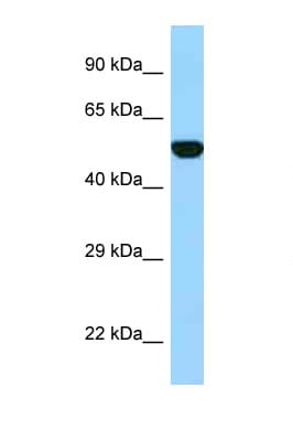 FPGS Antibody (aa265-314)