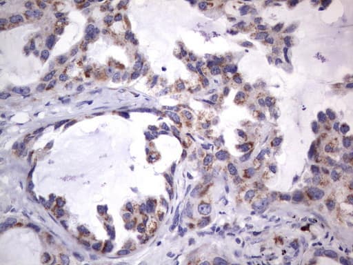 MRPS7 Antibody (aa38-242, clone UMAB156)