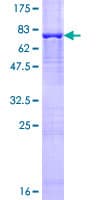 Human TAF6L Protein (Recombinant GST)