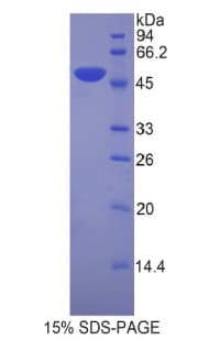 Mouse LEFTYB / LEFTY1 Protein (Recombinant His-GST)