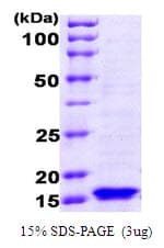 Human fur Protein (Recombinant)