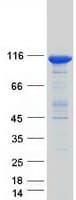Human GBA2 Protein (Recombinant Myc-DDK (Flag))