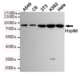 Monoclonal Mouse anti-Human HSP90AA1 / Hsp90 Alpha A1 Antibody (WB)
