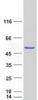 Human PPOX Protein (Recombinant Myc-DDK (Flag))