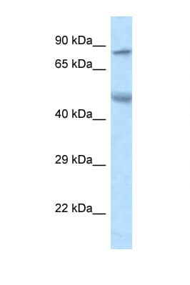ZFP90 Antibody (aa49-98)