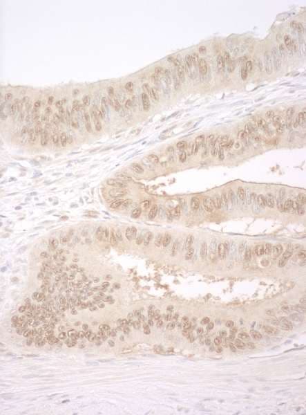 CNOT2 Antibody (aa490-540)