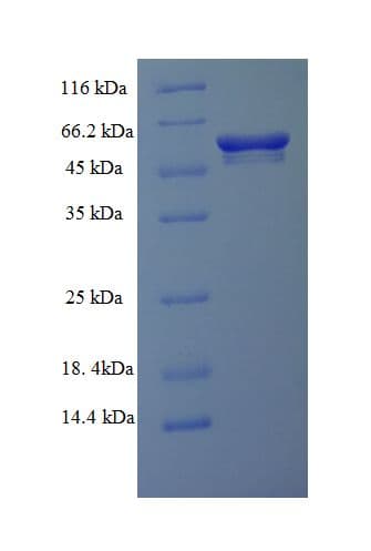 Streptomyces achromogenes sacIM Protein (Recombinant His-SUMO)