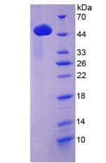 Mouse LP-PLA2 / PLA2G7 Protein (Recombinant His)