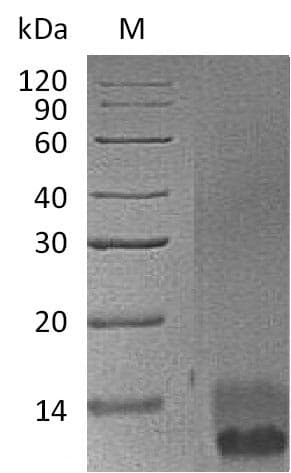 Mouse EGF Protein (Recombinant 6His, C-terminus)