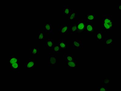 HIST1H2AI Antibody