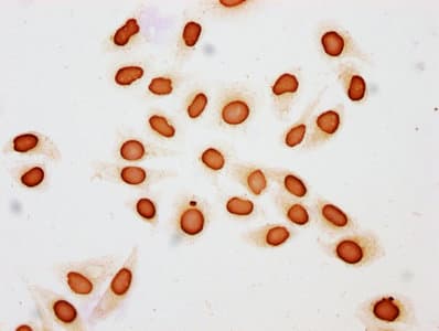HIST1H3A Antibody