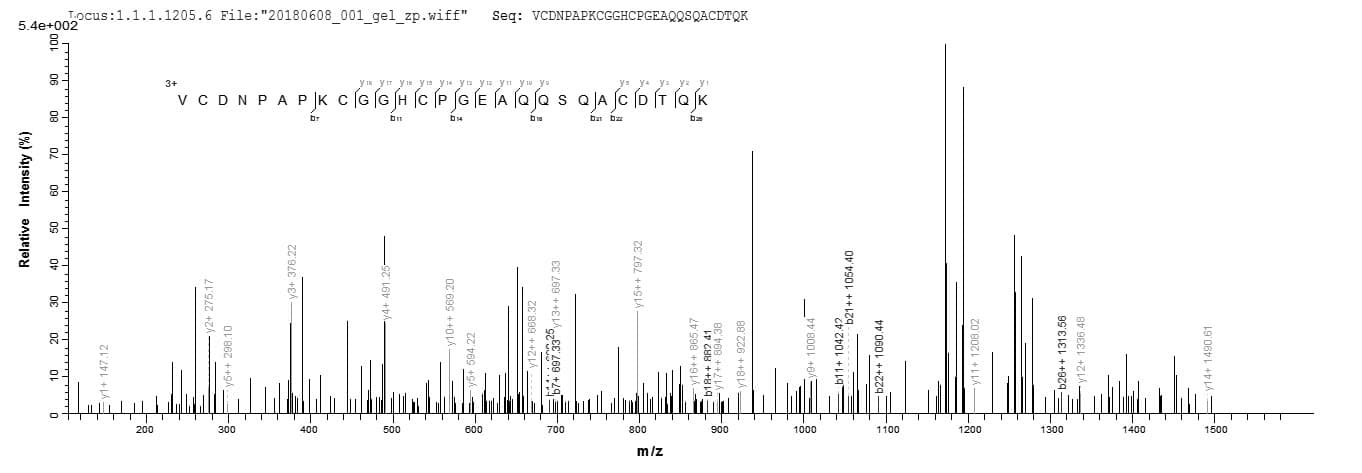 Mouse Properdin / CFP Protein (Recombinant 6His-Myc, C-terminus)