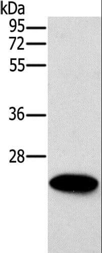 ERAS Antibody