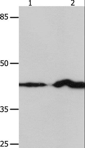 Polyclonal Rabbit anti-Human IRF1 / MAR Antibody (IHC, WB)