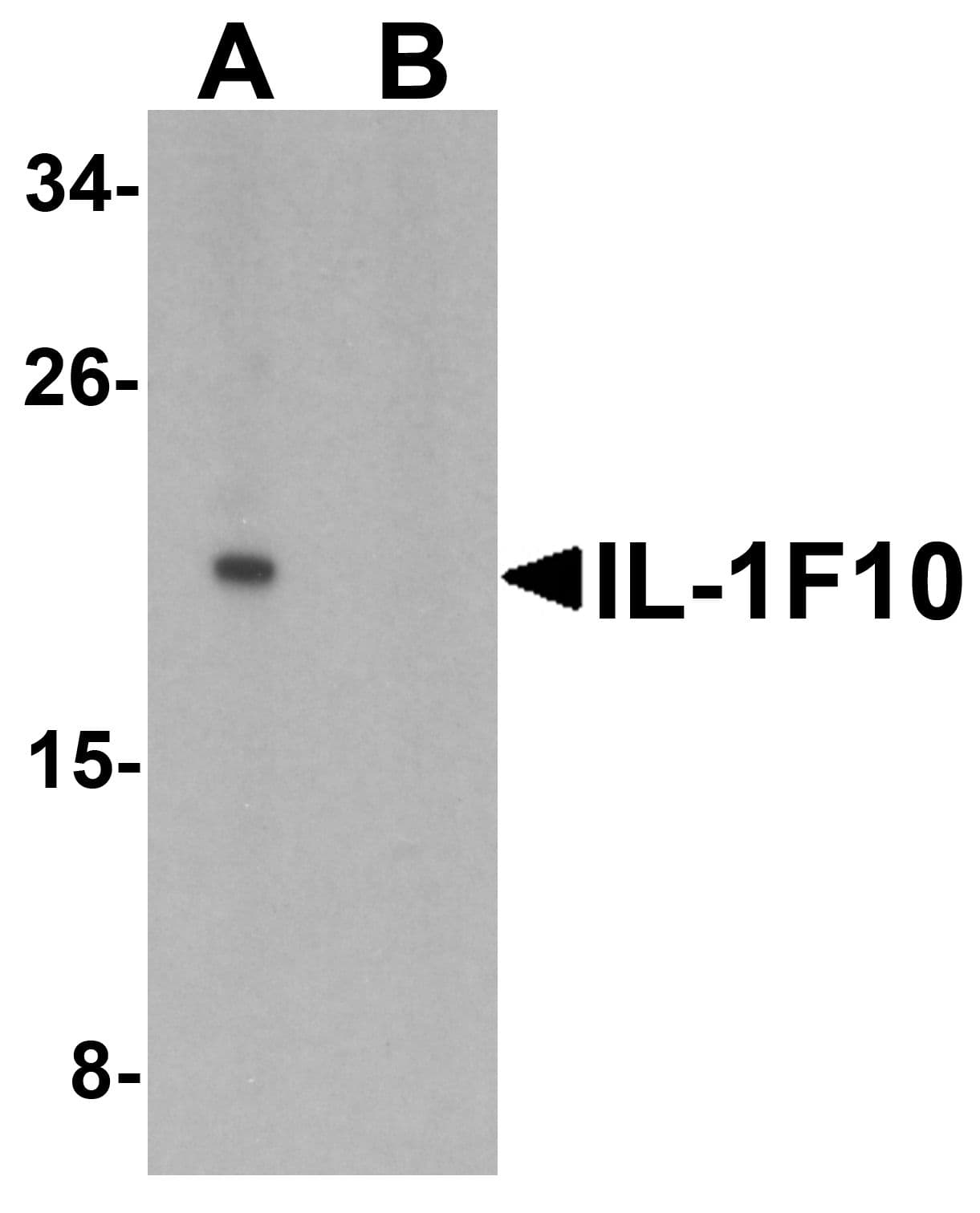 IL1F10 Antibody