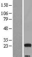 MED9 Protein (Over-Expression Lysate Myc-DDK (Flag))