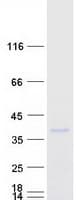 Human PRTN3 / Myeloblastin Protein (Recombinant Myc-DDK (Flag))