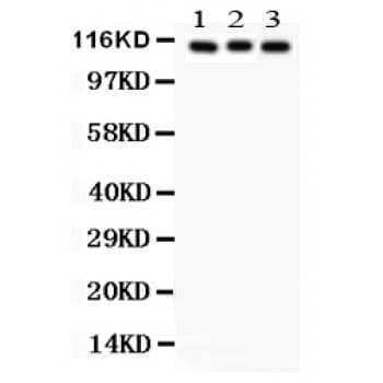 ATP1A1 Antibody (aa7-34)
