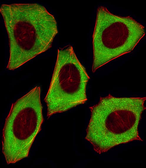 Monoclonal Mouse anti-Human YWHAZ / 14-3-3 Zeta Antibody (clone 1314CT423.108.153.173.140, IF, WB)