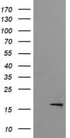 CR6 / GADD45G Antibody (clone OTI2D2)