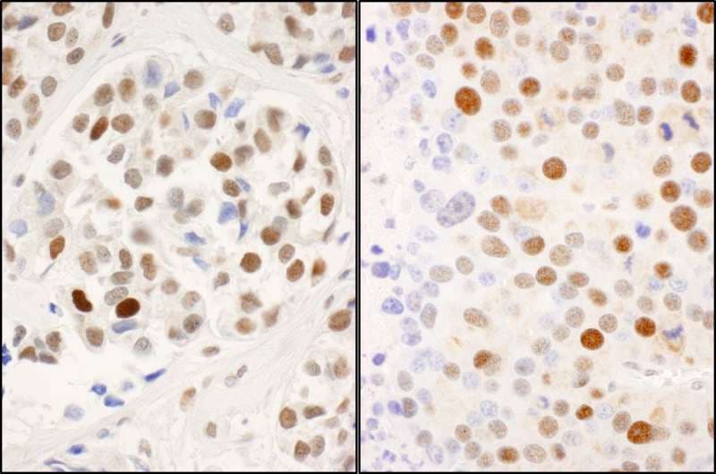 MCM2 Antibody (phospho-Ser53)