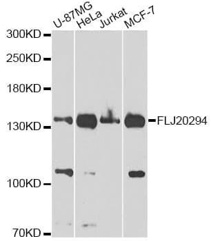 Polyclonal Rabbit anti-Human AMBRA1 Antibody (IHC, WB)