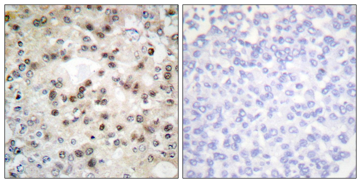 USF2 Antibody