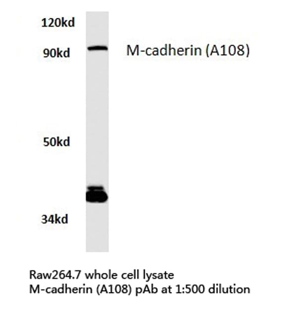 CDH15 / M Cadherin Antibody (Ala108)