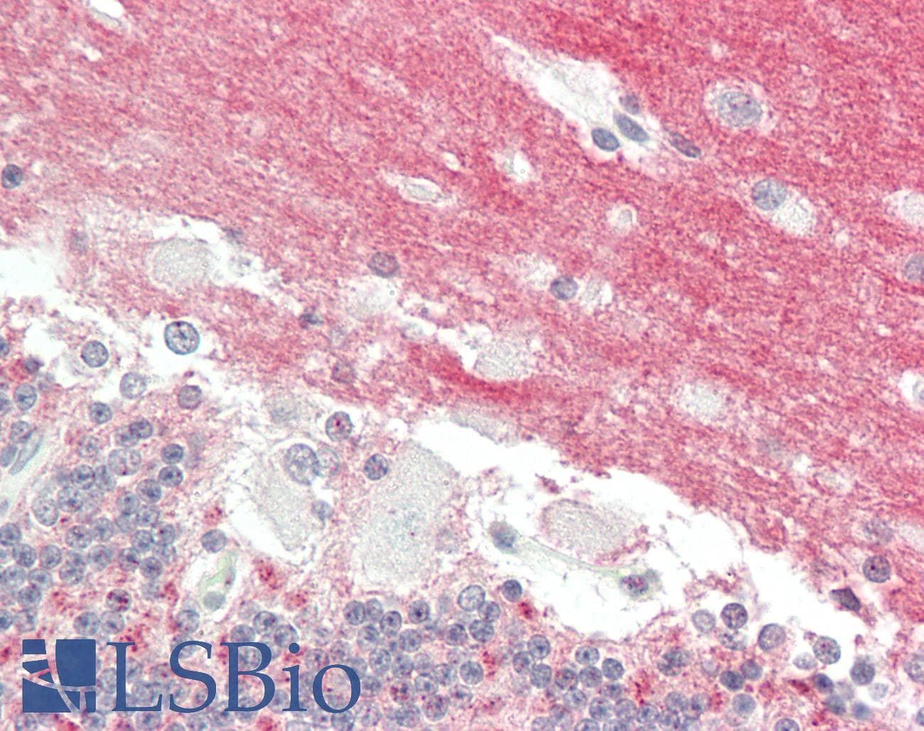 IHC-plus™ GPM6A / Glycoprotein M6A Antibody (aa232-259)
