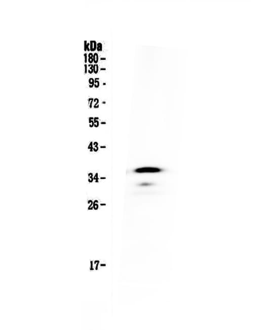 CD40 Antibody