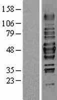 HDAC3 Protein (Over-Expression Lysate Myc-DDK (Flag))